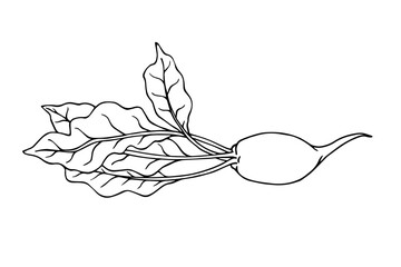 Line sketch of beet root vegetables. Vector graphics.