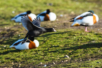 Eurasian Coot, Fulica atra, bird in flight over winter marshes