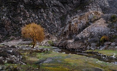 Stunning autumn landscape featuring a solitary tree beside a flowing river in a rocky gorge during twilight