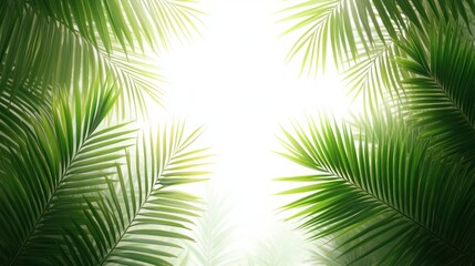 Obraz premium Lush green palm leaves frame a bright background, creating a serene and tranquil atmosphere, Ideal for wellness, nature-themed designs, or tropical vacation concepts,