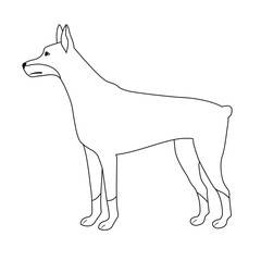Vector flat hand drawn outline doberman dog isolated on white background