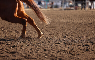 Great actions close up photo of a barrel racing horse.