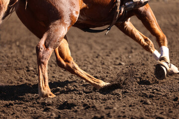 Great actions close up photo of a barrel racing horse.