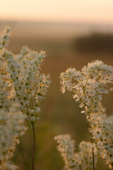 wild flowers in the morning
