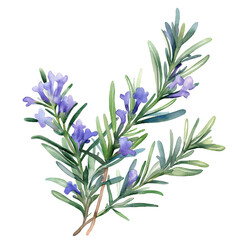 Watercolor hand-painted rosemary painting illustration isolated on a white background, rosemary flowers illustration, AI