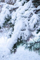 Snow-covered tree branch at sunset. Snowy forest.