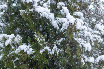 Snow-covered tree branch at sunset. Snowy forest.