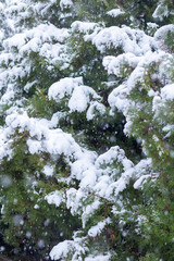 Snow-covered tree branch at sunset. Snowy forest.
