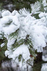 Snow-covered tree branch at sunset. Snowy forest.