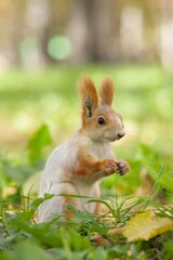 squirrel in the park