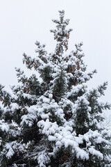 Snow-covered tree branch at sunset. Snowy forest.