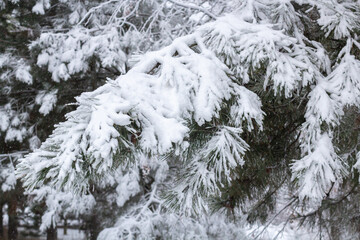 Snow-covered tree branch at sunset. Snowy forest.