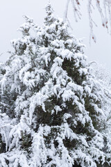 Snow-covered tree branch at sunset. Snowy forest.