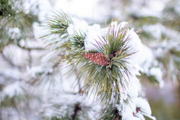 Snow-covered tree branch at sunset. Snowy forest.