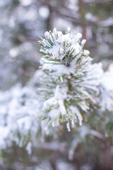 Snow-covered tree branch at sunset. Snowy forest.