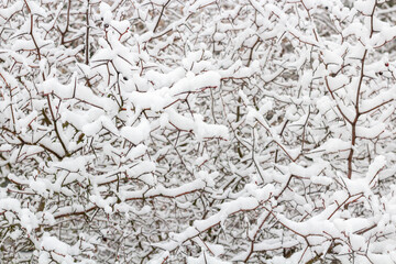 Winter landscape with snow-covered trees. Trees and shrubs of the city park in the snow