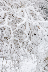 Winter landscape with snow-covered trees. Trees and shrubs of the city park in the snow