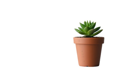 Obraz premium A small succulent plant, neatly placed in a terracotta pot, on a white table. Transparent background
