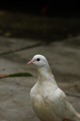 White home pigeon or dove walking on the ground.