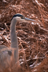 Heron Spying For Fish