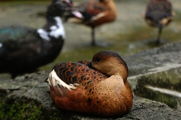 Wandering Whistling Duck, Dendrocygna arcuata, Belibis Merantau lives in freshwater wetlands,...