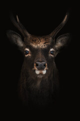 A Juvenile Red Deer Stag (Cervus elaphus)