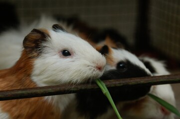 Obraz premium Guinea pig or domestic guinea pig (Cavia porcellus) in the cage