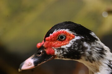 Close up detail of red face 
muscovy duck (Cairina moschata).
Black and White Domestic Muscovy Duck.