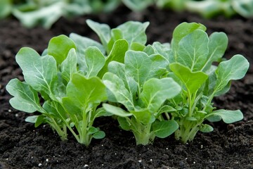 Obraz premium Fresh young leafy green seedlings are sprouting from dark, fertile soil, illustrating healthy growth and vitality in a nurturing garden setting during daylight
