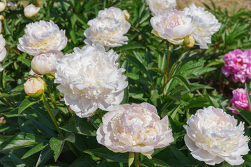 Vibrant fresh white peony flower bush in full bloom in the garden or park in sunny day, flowerbed. Summer natural floral background, wallpaper. Gardeing, breeding, growing flowers
