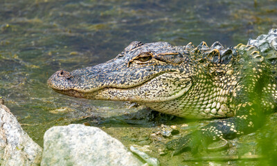 alligator dangerous in pond resting 