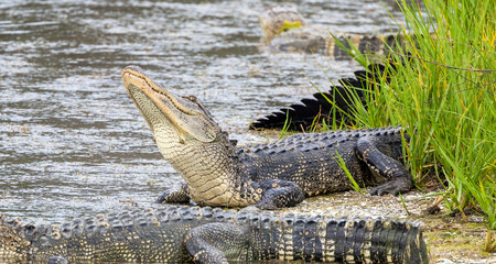 alligator dangerous in pond resting 