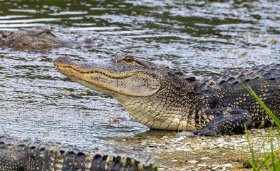 alligator dangerous in pond resting 