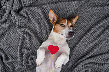Jack Russell Terrier lying on textured gray blanket, holding red heart prop on its chest, symbolizing love and affection