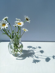 Glass pitcher filled with fresh daisies with elegant shadows on a white surface against a minimal blue background