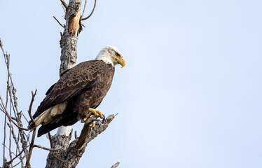 American bald eagle perched on tree 