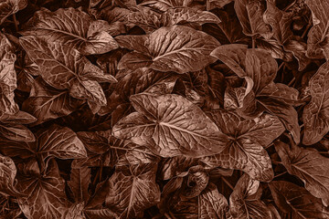 Fototapeta premium Beautiful natural dark green pattern from Arum Italicum plant leaves, top view. Background and floral pattern for layout for design, soft focus