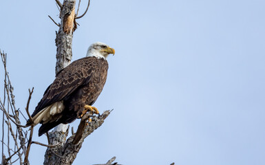 American bald eagle perched on tree 