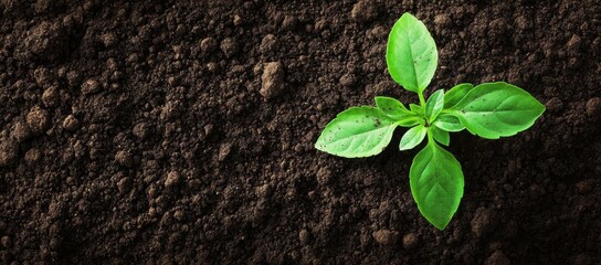 Naklejka premium Young sprout in rich soil, growth, agriculture, background