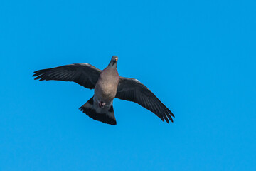 Common Wood Pigeon, Columba palumbus bird in flight