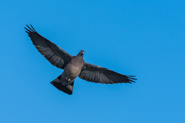 Common Wood Pigeon, Columba palumbus bird in flight