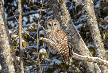 Barred owl perched on snow branch