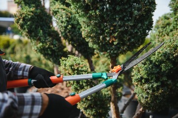 the gardener trims the trees