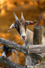 Nubian goat behind the fence