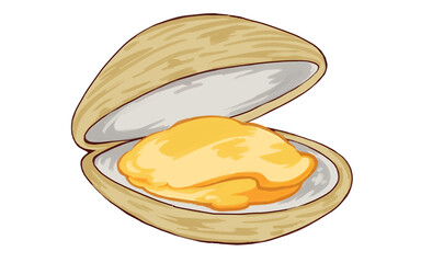 Hand Painted Clam Illustration - Open Shell with Meat on White Background