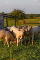 cows graze on a green pasture