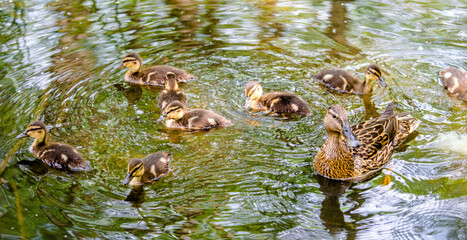 wild duck and eight little ducklings
