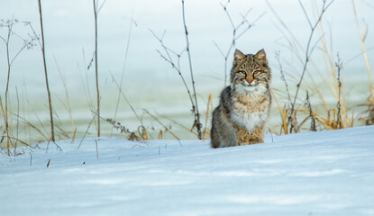 wild bobcat sitting on snow bank