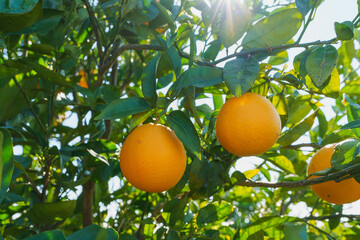 Ripe oranges hanging from a tree branch with sunlight filtering through the leaves.