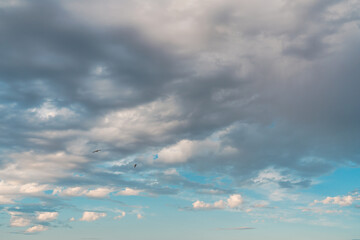 Seagulls glide amidst a backdrop of fluffy clouds and blue sky.